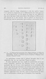 Fig. 30. — La différenciation postcanine chez Adapis Parisiensis (De Blainville) schématisée d'après [...]
