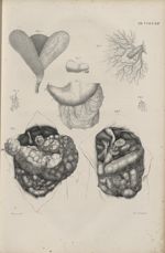 Pl. CCLXXII. Fig. 1. - Trois tuniques de la vésicule biliaire, séparées les unes des autres (Walter) [...]