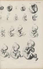 Pl. CCXCV. Œufs et embryons jusqu'au cinquième mois de la grossesse, d'après Soemmering - Anatomie d [...]