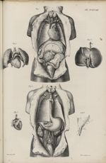 Pl. CCXCVIII. Fig. 1. - Le cœur, les principaux vaisseaux et le gros intestins chez un enfant nouvea [...]