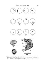 Fig. 1. Gonderia ovis : 1, élément bacilliforme. 2, 3, 4, formes de division. - Babesiella ovis : 5, [...]