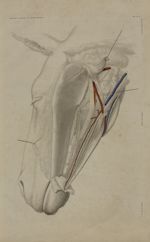 Pl. 2. Régions intermaxillaires superficielles et profonde (cheval) - Anatomie chirurgicale des prin [...]
