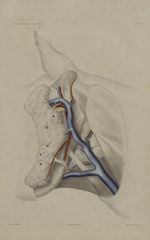 Pl. 3. Région parotidienne superficielle (cheval) - Anatomie chirurgicale des principaux animaux dom [...]