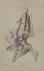 Pl. 10. Face interne du pied droit antérieur - Anatomie chirurgicale des principaux animaux domestiq [...]