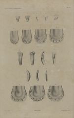 Pl. 13. Etats des dents du cheval depuis la naissance jusqu'à cinq ans - Anatomie chirurgicale des p [...]