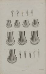 Pl. 19. Etats des dents du boeuf depuis la naissance jusqu'à l'âge de dix-huit mois - Anatomie chiru [...]