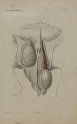 Pl. 23. Région testiculaire (bélier) - Anatomie chirurgicale des principaux animaux domestiques : at [...]