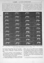 Fig. 4. Chien marchant. 36 Images pour la durée d'un pas - La station physiologique de Paris (2) - R [...]
