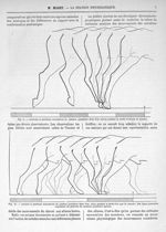 Fig. 9. Attitudes et positions successives du membre postérieur droit du cheval pendant un pas de ma [...]