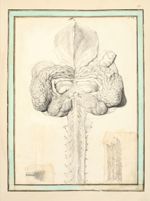 Le cerveau avec la moelle oblongue / A gauche : Structure d'un nerf / A droite : Fragment du plexus  [...]