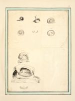 De haut en bas et de gauche à droite : Tunique chorocide (2 figures), Humeurs de l'oeil (4 figures), [...]