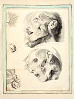 De haut en bas et de gauche à droite : Ramifications des canaux salivaires / Muscles du visage / Ore [...]