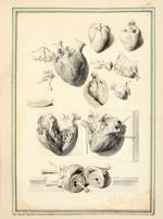 De haut en bas et de gauche à droite : Le coeur (2 figures) / Surface interne d'un fragment de l'aor [...]