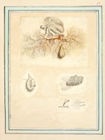 En haut : Vaisseaux du foie et canaux biliaires / En bas, à gauche : La vésicule biliaire /  A droit [...]