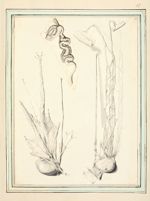 A gauche et à droite : Les testicules / Au centre : Fragment du vas deferens - Dessins originaux

