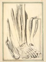 Muscles des orteils et du pied - Dessins originaux
