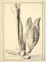 Muscles du mollet - Dessins originaux
