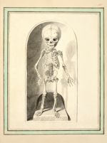 Squelette d'un foetus de 9 mois, de face - Dessins originaux
