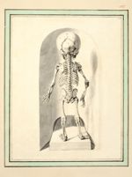 Squelette d'un foetus de 9 mois, de dos - Dessins originaux
