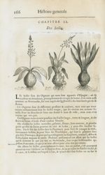 Scille blanche / Scille rouge / Paneratium - Histoire générale des drogues, traitant des plantes, de [...]