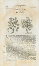 Balaustes / Grenadier - Histoire générale des drogues, traitant des plantes, des animaux, & des mine [...]