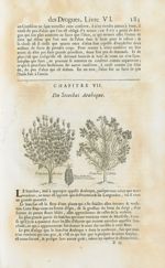 Stoechas arabic / Fleur du stoechas arabic en son entier / Stoechas citrin - Histoire générale des d [...]