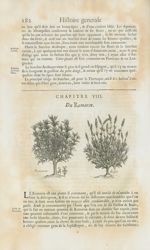 Romarin / Aspic - Histoire générale des drogues, traitant des plantes, des animaux, & des mineraux ; [...]
