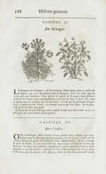 Bisnague / Violles - Histoire générale des drogues, traitant des plantes, des animaux, & des minerau [...]