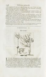 Giroffle royal / Geroffle - Histoire générale des drogues, traitant des plantes, des animaux, & des  [...]