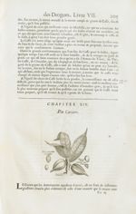Gros et petit caraque / Cacaos / Gros et petit cacaos des Isles - Histoire générale des drogues, tra [...]