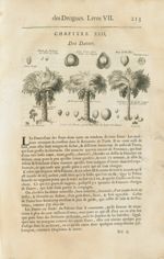 Cocos longs / Fruit du palmier de l'Isle de Ceilan / Gros cocos dans leurs enveloppes / Noix de mald [...]