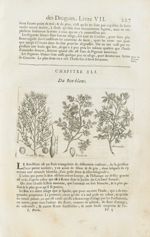 Rameau de l'arbre du ben / Fruict du nen / Gousse de ben / Pistache / Amandes - Histoire générale de [...]