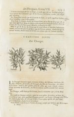 Bigarades / Orange aigres / Orange de la Chine - Histoire générale des drogues, traitant des plantes [...]
