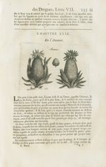 Ananas - Histoire générale des drogues, traitant des plantes, des animaux, & des mineraux ; ouvrage  [...]