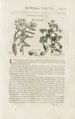 Hoüatte ou hoüette / Gousse de cotton / S. de cotton / Rameau de la plante du cotton - Histoire géné [...]