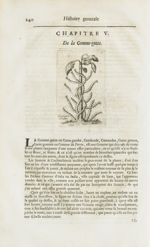 Gomme-gutte - Histoire générale des drogues, traitant des plantes, des animaux, & des mineraux ; ouv [...]