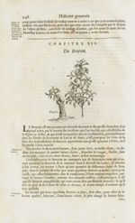 Benjoin - Histoire générale des drogues, traitant des plantes, des animaux, & des mineraux ; ouvrage [...]