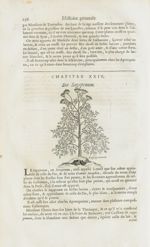 Sagapenum - Histoire générale des drogues, traitant des plantes, des animaux, & des mineraux ; ouvra [...]