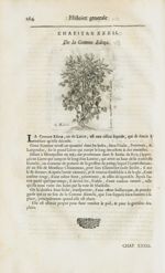 G. aedere. Lierre montant sur un laurier - Histoire générale des drogues, traitant des plantes, des  [...]