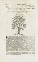 Bdelium - Histoire générale des drogues, traitant des plantes, des animaux, & des mineraux ; ouvrage [...]