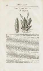Euphorbe / Graine d'ephorbe - Histoire générale des drogues, traitant des plantes, des animaux, & de [...]