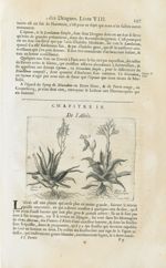 Aloes de Perse / Fruic de l'aloës / Aloës de l'Amerique - Histoire générale des drogues, traitant de [...]