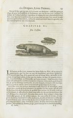 Castor / Testiculles de castor - Histoire générale des drogues, traitant des plantes, des animaux, & [...]