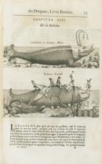 Cachalot ou baleine masle / Baleine femelle - Histoire générale des drogues, traitant des plantes, d [...]
