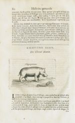 Hippopotame / Cheval marin - Histoire générale des drogues, traitant des plantes, des animaux, & des [...]