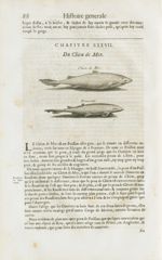 Chien de mer / Roussette - Histoire générale des drogues, traitant des plantes, des animaux, & des m [...]