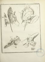 Fig. 1 à 4 : Représentation de l'organe de l'ouïe - Histoire naturelle, générale et particulière, av [...]