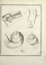 Fig. 1 à 6 : Représentation de l'organe de l'Ouïe : le limaçon, l'étrier, le marteau et l'enclume. - [...]