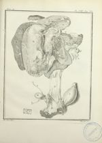 [Foetus de cheval dans l'utérus, et organes reproducteurs] - Histoire naturelle, générale et particu [...]