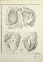 Fig. 1 à 3. [Mamelles de chèvre] - Histoire naturelle, générale et particulière, avec la description [...]